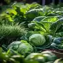 cabbage garden wallpaper  screen for extension Chrome web store in OffiDocs Chromium