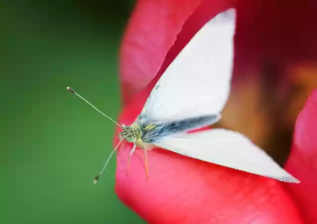 Free download cabbage moth insect moth free picture to be edited with GIMP free online image editor