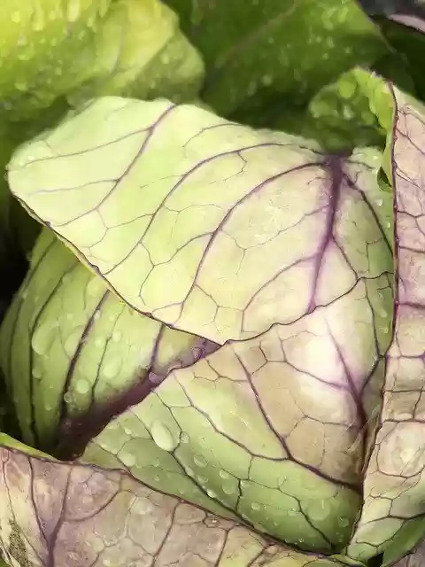 Free download Cabbage Raindrops Vegetable -  free photo or picture to be edited with GIMP online image editor