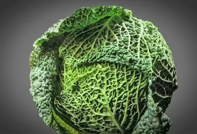 Free download cabbage savoy cabbage vegetable free picture to be edited with GIMP free online image editor