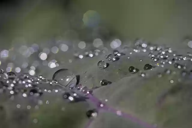Free download cabbage waterdrops macro bokeh free picture to be edited with GIMP free online image editor