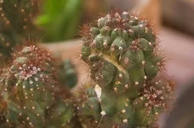 Free download Cacti Greens Thorns -  free photo or picture to be edited with GIMP online image editor