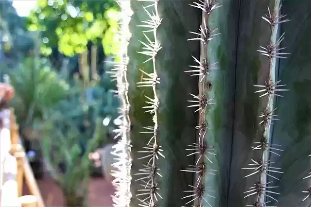 Free download Cactus Desert Sting -  free photo or picture to be edited with GIMP online image editor