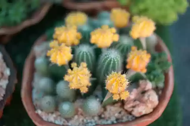 Free download Cactus Earth Plant -  free photo or picture to be edited with GIMP online image editor