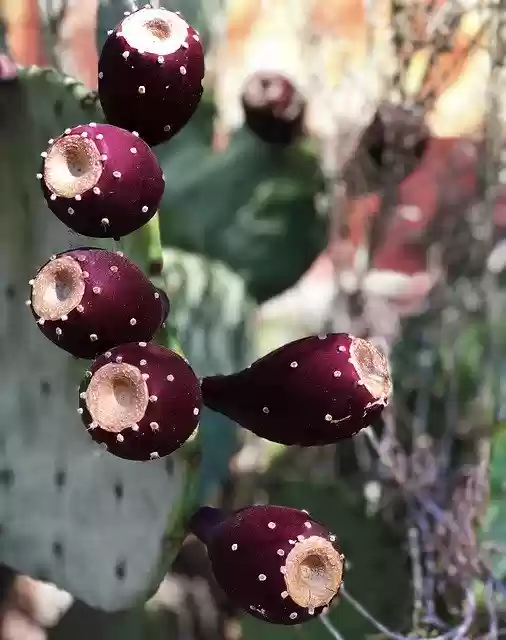 Free download Cactus Fall Prickly Pear -  free photo or picture to be edited with GIMP online image editor