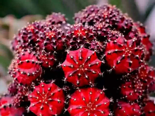 Free download cactus flora flower nature free picture to be edited with GIMP free online image editor