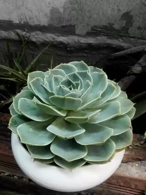 Free download Cactus Flower -  free free photo or picture to be edited with GIMP online image editor