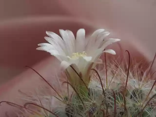 Free download Cactus Flower Blossom -  free photo or picture to be edited with GIMP online image editor