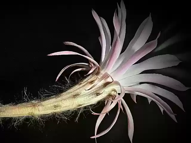 Free download Cactus Flower Hairs -  free free photo or picture to be edited with GIMP online image editor