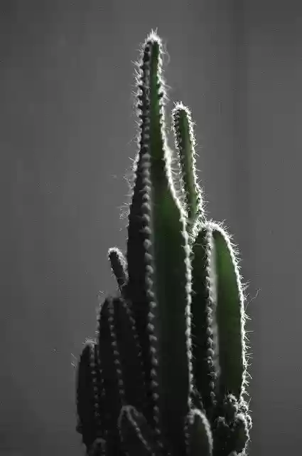 Download gratuito Cactus Green Plants - foto o immagine gratuita gratuita da modificare con l'editor di immagini online GIMP