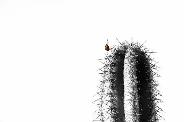 Descărcare gratuită Cactus Ladybug Nature - fotografie sau imagini gratuite pentru a fi editate cu editorul de imagini online GIMP