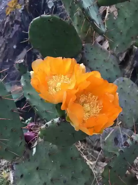 Free download Cactus Plant Flowers -  free photo or picture to be edited with GIMP online image editor