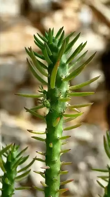 Free download Cactus Plant Mediterranean -  free photo or picture to be edited with GIMP online image editor