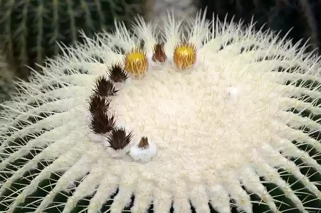 Free download Cactus Plants Flower -  free photo or picture to be edited with GIMP online image editor