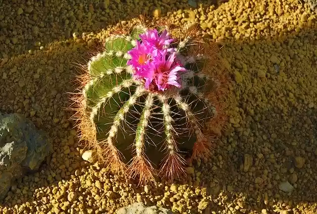 Free download Cactus Plants Greenhouse -  free photo or picture to be edited with GIMP online image editor