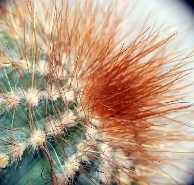 Free download Cactus Prickles Plant -  free photo or picture to be edited with GIMP online image editor