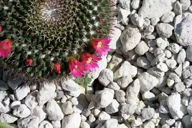 Free download Cactus Sting Buga -  free photo or picture to be edited with GIMP online image editor