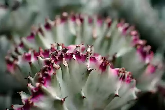 Free download cactus succulent botany growth free picture to be edited with GIMP free online image editor