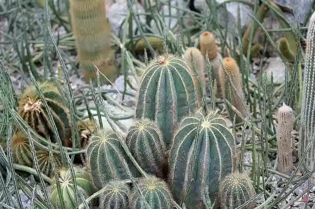 Free download Cactus Sukulent Plant -  free photo or picture to be edited with GIMP online image editor