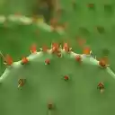 Cactus Thorns  screen for extension Chrome web store in OffiDocs Chromium