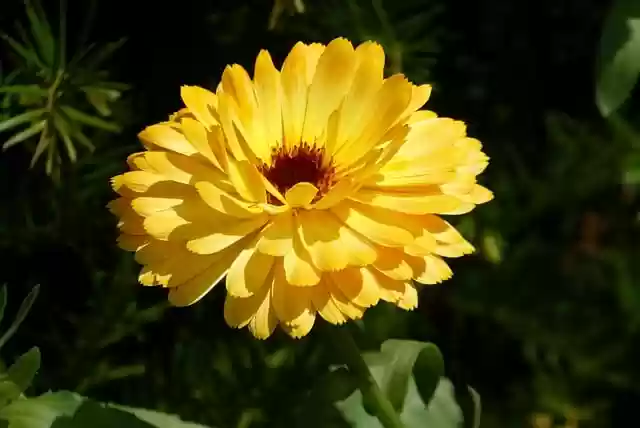 Free download calendula marigold nature blossom free picture to be edited with GIMP free online image editor