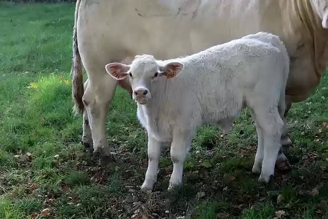 Free download calf animals ruminants farm animals free picture to be edited with GIMP free online image editor