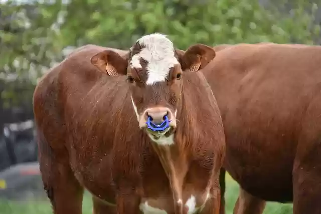 Free download calf cow cattle breeding free picture to be edited with GIMP free online image editor