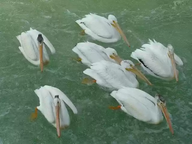 Free download Calgary Weir Bird -  free free photo or picture to be edited with GIMP online image editor