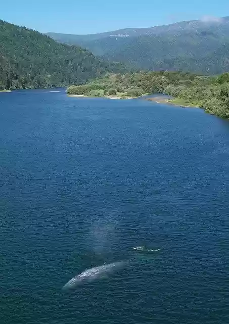 Free download California Gray Whale River -  free photo or picture to be edited with GIMP online image editor