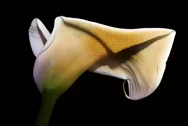 Free download Calla Flower Plant -  free photo or picture to be edited with GIMP online image editor