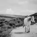 Camargure Horse Walks a Lonely Road  screen for extension Chrome web store in OffiDocs Chromium