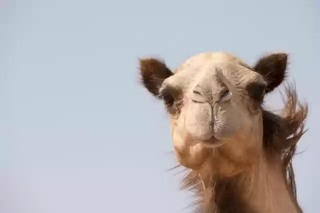 Free download camel animal dubai uae emirates free picture to be edited with GIMP free online image editor