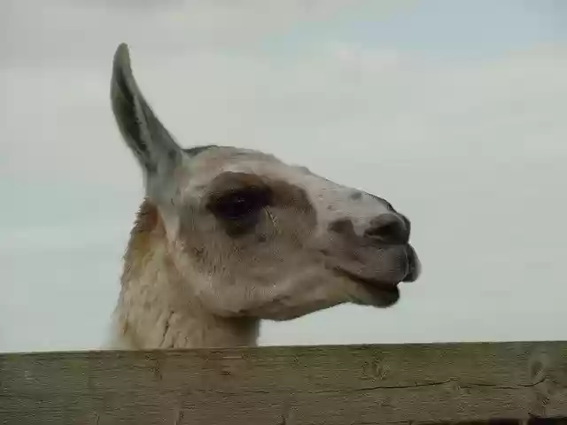 Free download Camel Animal Head -  free photo or picture to be edited with GIMP online image editor