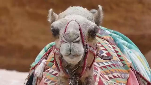 免费下载骆驼动物哺乳动物世界 - 使用 GIMP 在线图像编辑器编辑的免费照片或图片