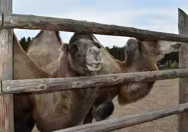 Free download Camel Bactrian Zoo Two -  free free photo or picture to be edited with GIMP online image editor
