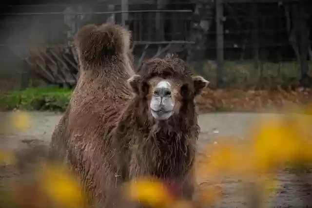Free download camel captive domestic autumn free picture to be edited with GIMP free online image editor
