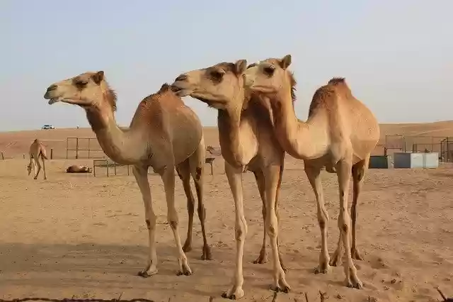 Free download camel desert dubai u a e camel free picture to be edited with GIMP free online image editor