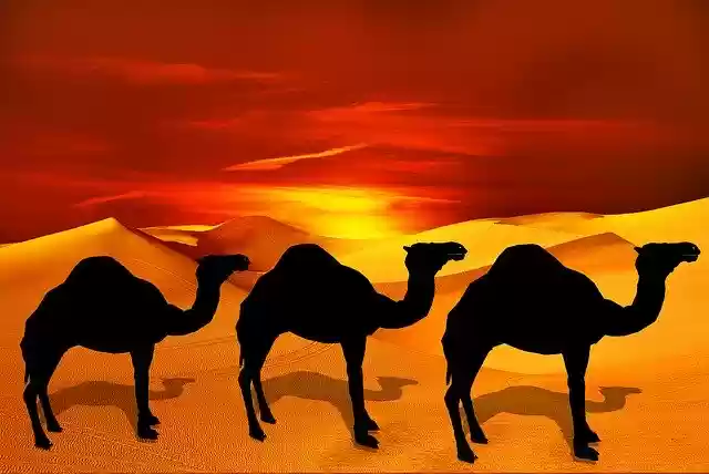 Download gratuito Camel Desert Sand illustrazione gratuita da modificare con l'editor di immagini online GIMP