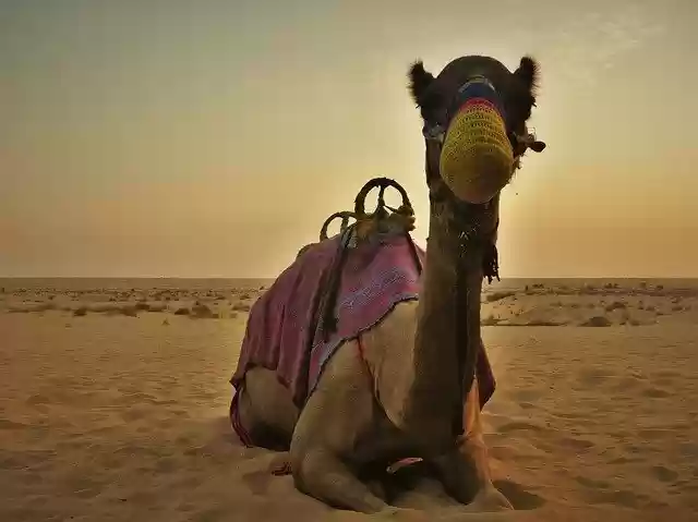 Free download camel dubai desert u a e dubai free picture to be edited with GIMP free online image editor