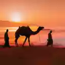 Cameleer  screen for extension Chrome web store in OffiDocs Chromium