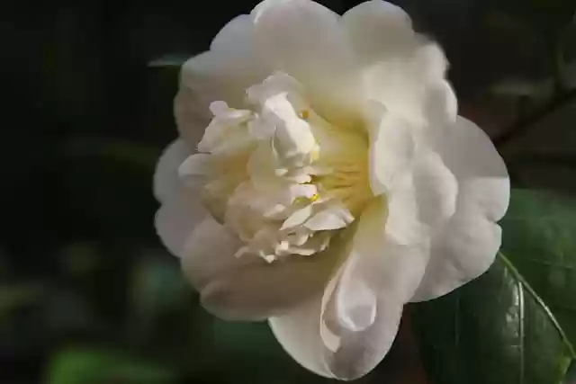 Free download camellia flower botany free picture to be edited with GIMP free online image editor