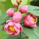Camellia flower wallpaper  screen for extension Chrome web store in OffiDocs Chromium