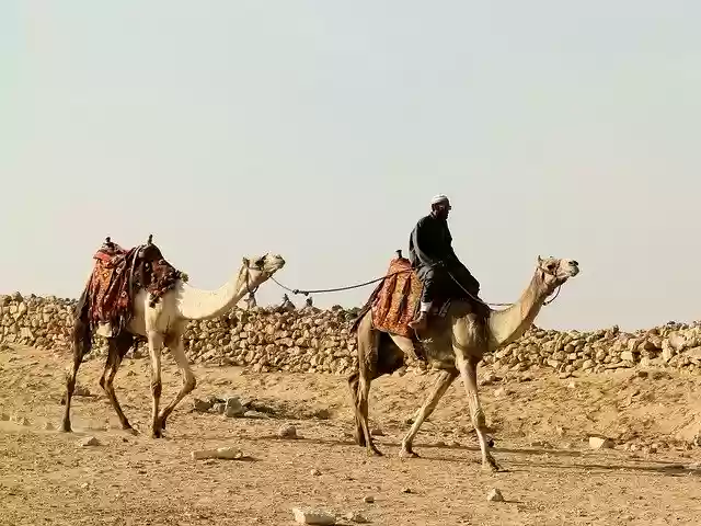 Free download Camels Camel Arab -  free photo or picture to be edited with GIMP online image editor