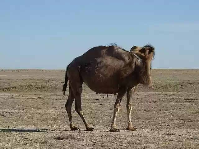 Unduh gratis Camel Steppe Desert - foto atau gambar gratis untuk diedit dengan editor gambar online GIMP