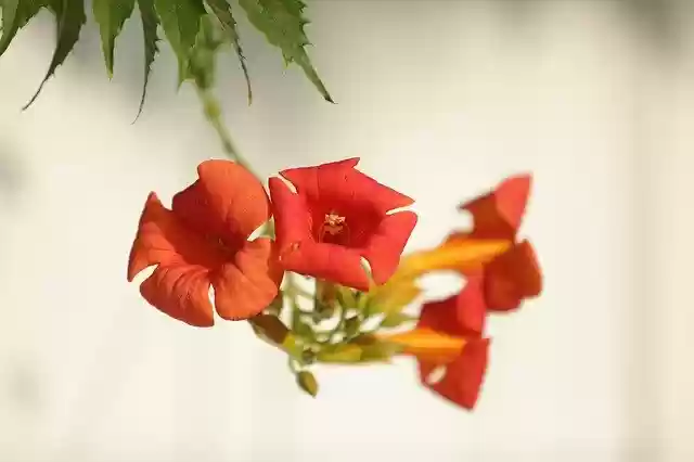 Free download Campsis Flowers Red Flower Summer -  free photo or picture to be edited with GIMP online image editor