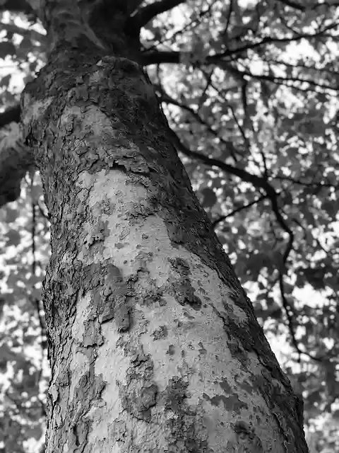Free download canada bc burnaby tree nature free picture to be edited with GIMP free online image editor