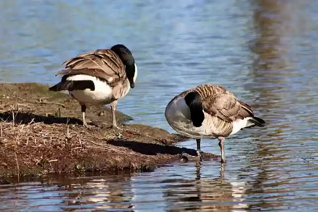 Free download canada geese geese wild geese free picture to be edited with GIMP free online image editor