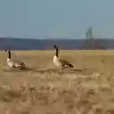 Canada Geese in Visingsö Landscape  screen for extension Chrome web store in OffiDocs Chromium