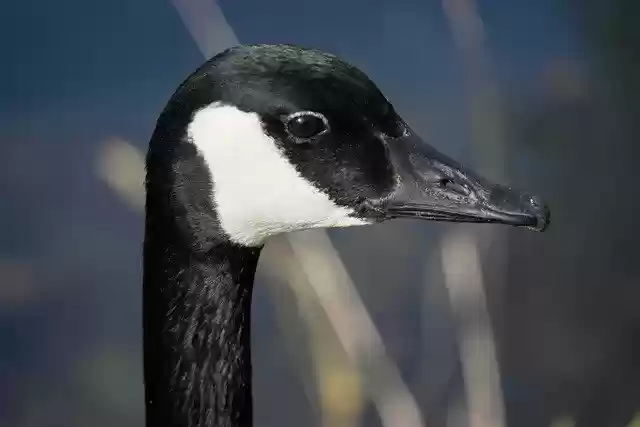 Free download canada goose goose bird goose head free picture to be edited with GIMP free online image editor