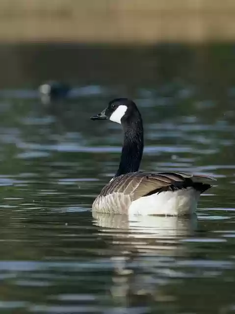 Free download canada goose water bird goose bird free picture to be edited with GIMP free online image editor